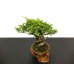 Photo6: Juniperus chinensis / Japanese Juniper, Shimpaku / Small size Bonsai (6)