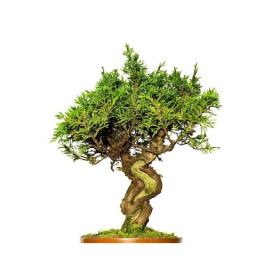 Photo2: Juniperus chinensis / Japanese Juniper, Shimpaku / Small size Bonsai 