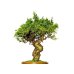 Photo2: Juniperus chinensis / Japanese Juniper, Shimpaku / Small size Bonsai  (2)