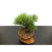 Photo7: Pinus thunbergii / Black Pine, Kuromatsu / Small size Bonsai 