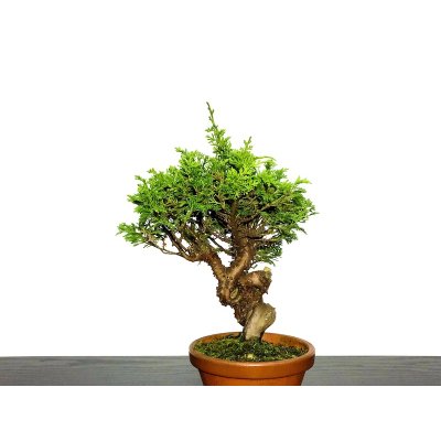 Photo4: Juniperus chinensis / Japanese Juniper, Shimpaku / Small size Bonsai
