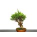 Photo4: Juniperus chinensis / Japanese Juniper, Shimpaku / Small size Bonsai