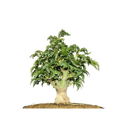 Photo5: Acer palmatum / Japanese Maple, Momiji "Shishigashira" / Small size Bonsai