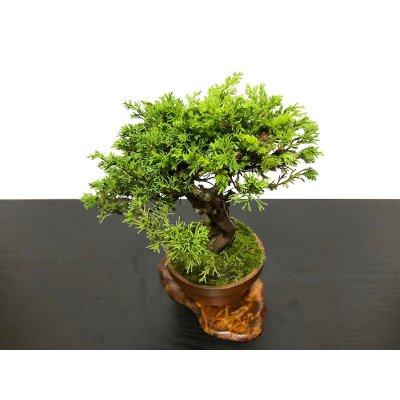 Photo6: Juniperus chinensis / Japanese Juniper, Shimpaku / Small size Bonsai 