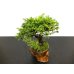 Photo6: Juniperus chinensis / Japanese Juniper, Shimpaku / Small size Bonsai 