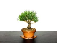 Pinus thunbergii / Black Pine, Kuromatsu / Small size Bonsai 