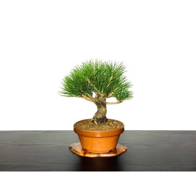 Photo1: Pinus thunbergii / Black Pine, Kuromatsu / Small size Bonsai 