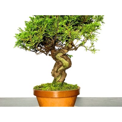 Photo3: Juniperus chinensis / Japanese Juniper, Shimpaku / Small size Bonsai 