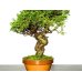 Photo3: Juniperus chinensis / Japanese Juniper, Shimpaku / Small size Bonsai 