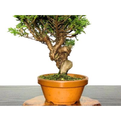 Photo3: Juniperus chinensis / Japanese Juniper, Shimpaku / Small size Bonsai