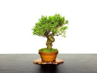 Juniperus chinensis / Japanese Juniper, Shimpaku / Small size Bonsai 