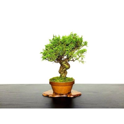 Photo1: Juniperus chinensis / Japanese Juniper, Shimpaku / Small size Bonsai 