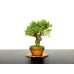 Photo1: Juniperus chinensis / Japanese Juniper, Shimpaku / Small size Bonsai  (1)