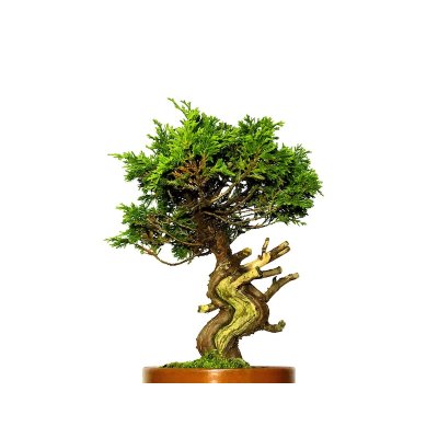 Photo2: Juniperus chinensis / Japanese Juniper, Shimpaku / Middle size Bonsai