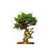 Photo2: Juniperus chinensis / Japanese Juniper, Shimpaku / Middle size Bonsai (2)