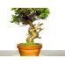 Photo3: Juniperus chinensis / Japanese Juniper, Shimpaku / Middle size Bonsai