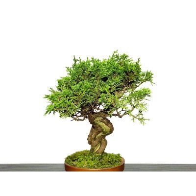 Photo4: Juniperus chinensis / Japanese Juniper, Shimpaku / Small size Bonsai 