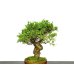 Photo4: Juniperus chinensis / Japanese Juniper, Shimpaku / Small size Bonsai 