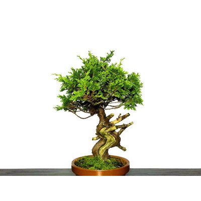 Photo4: Juniperus chinensis / Japanese Juniper, Shimpaku / Middle size Bonsai