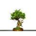 Photo4: Juniperus chinensis / Japanese Juniper, Shimpaku / Middle size Bonsai