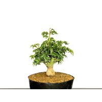 Acer palmatum / Japanese Maple, Momiji "Shishigashira" / Small size Bonsai