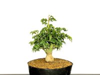 Acer palmatum / Japanese Maple, Momiji "Shishigashira" / Small size Bonsai