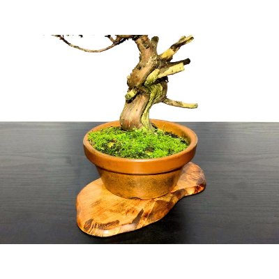 Photo5: Juniperus chinensis / Japanese Juniper, Shimpaku / Middle size Bonsai