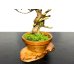 Photo5: Juniperus chinensis / Japanese Juniper, Shimpaku / Middle size Bonsai