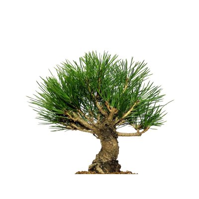 Photo2: Pinus thunbergii / Black Pine, Kuromatsu / Small size Bonsai 