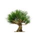 Photo2: Pinus thunbergii / Black Pine, Kuromatsu / Small size Bonsai  (2)