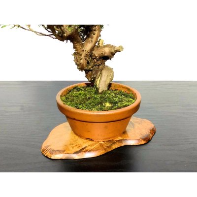 Photo5: Juniperus chinensis / Japanese Juniper, Shimpaku / Small size Bonsai