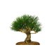 Photo4: Pinus thunbergii / Black Pine, Kuromatsu / Small size Bonsai 