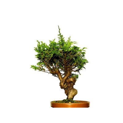 Photo2: Juniperus chinensis / Japanese Juniper, Shimpaku / Small size Bonsai