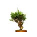 Photo2: Juniperus chinensis / Japanese Juniper, Shimpaku / Small size Bonsai (2)