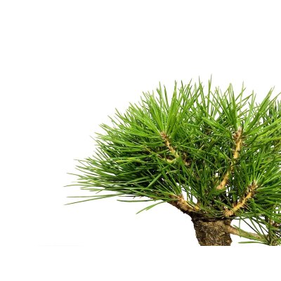 Photo6: Pinus thunbergii / Black Pine, Kuromatsu / Small size Bonsai 