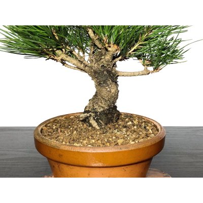 Photo3: Pinus thunbergii / Black Pine, Kuromatsu / Small size Bonsai 