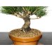 Photo3: Pinus thunbergii / Black Pine, Kuromatsu / Small size Bonsai 