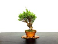 Juniperus chinensis / Japanese Juniper, Shimpaku / Small size Bonsai