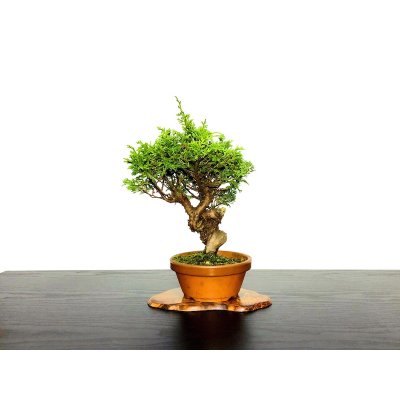 Photo1: Juniperus chinensis / Japanese Juniper, Shimpaku / Small size Bonsai