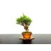 Photo1: Juniperus chinensis / Japanese Juniper, Shimpaku / Small size Bonsai (1)