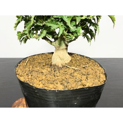 Photo4: Acer palmatum / Japanese Maple, Momiji "Shishigashira" / Small size Bonsai