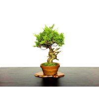 Juniperus chinensis / Japanese Juniper, Shimpaku / Middle size Bonsai