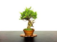 Juniperus chinensis / Japanese Juniper, Shimpaku / Middle size Bonsai