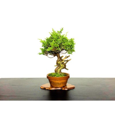 Photo1: Juniperus chinensis / Japanese Juniper, Shimpaku / Middle size Bonsai