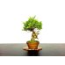 Photo1: Juniperus chinensis / Japanese Juniper, Shimpaku / Middle size Bonsai (1)