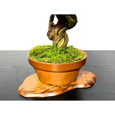 Photo5: Juniperus chinensis / Japanese Juniper, Shimpaku / Small size Bonsai 