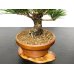 Photo5: Pinus thunbergii / Black Pine, Kuromatsu / Small size Bonsai 