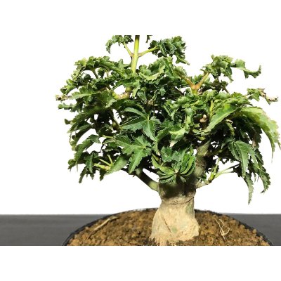 Photo3: Acer palmatum / Japanese Maple, Momiji "Shishigashira" / Small size Bonsai