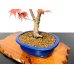 Photo5: Acer palmatum / Japanese Maple, Momiji "Seigen" / Middle size Bonsai 