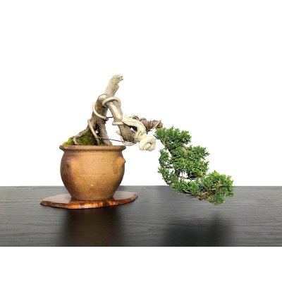 Photo2: Juniperus chinensis / Japanese Juniper, Shimpaku / Small size Bonsai 